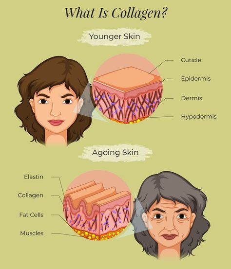 What Is Collagen, Basic Anatomy And Physiology, Skin Care Business, Face Care Tips, Skin Structure, Skin Science, Clear Skin Tips, Mindfulness For Kids, Younger Skin