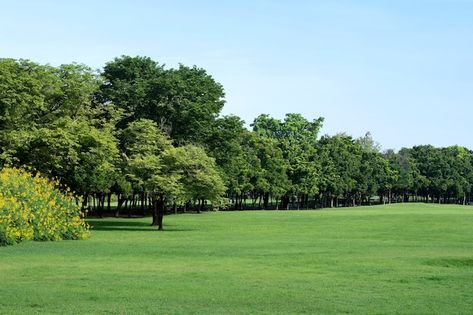 Park with green grass and trees | Premium Photo #Freepik #photo #park #garden-landscape #green-park #garden Grass And Trees Background, Zepeto Background Aesthetic Living Room, Instagram Backgrounds, Park Background, Zepeto Background, Grass Background, Park Forest, Park Landscape, Instagram Background