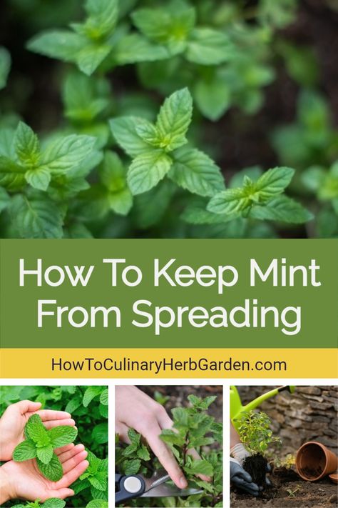 Mint is not only fragrant and flavorful but also very easy to grow. The hardest part of raising mint may be keeping it from taking over your garden altogether, crowding out more delicate plants. In this article, we’ll review several ways to grow mint in your garden while keeping it under control. | #mint #gardenherbs #growingmint #herbgarden /// herb gardening /// growing mint /// culinary herbs Nature, How To Get Rid Of Mint In Garden, Mint Garden Ideas, Mint Plants Outdoor, Mint In Pots, Planting Mint, Mint Plant Care, Grow Mint, Plant Herbs