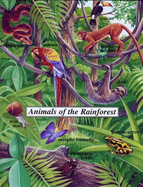 Destruction of our environment is the biggest contribution that we make to the extinction of many species in the forest. It is estimated that approximately half the number of world’s animals live in the rain forests. Due to the rapid disappearance of rain forests many animals living in them are now endangered. Every plant and animal needs an ideal environment where they can survive. No life can exist without proper and sufficient source of food, water and shelter. There should be a balance b... Rainforest Pictures, Rainforest Project, Rainforest Activities, Rainforest Biome, Rainforest Habitat, Rainforest Trees, Rainforest Theme, Rainforest Animals, Sloth Stuffed Animal