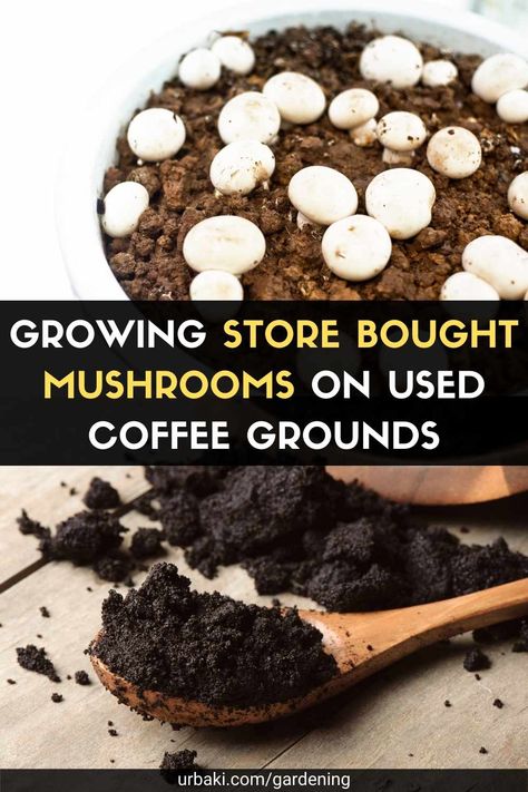 Zastava M70, Journal Apps, Growing Mushrooms Indoors, Southern Gardening, How To Grow Mushrooms, Gardening Business, Used Coffee Grounds, Growing Mushrooms At Home, Grow Mushrooms