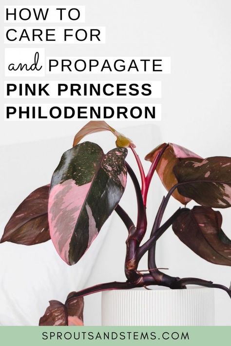 Philodendron Pink Princess Care, Royal Philodendron, Pink Philodendron, Pink Princess Philodendron, Philodendron Care, Princess Philodendron, Philodendron Pink Princess, Plant Friends, Plant Goals