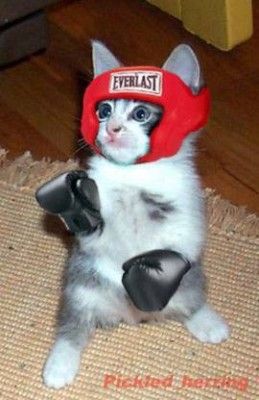 Funny Looking Cats, Cat Profile, Super Cat, Cat Box, Cat Icon, Funny Profile Pictures, Funny Cute Cats, Boxing Gloves, Silly Cats