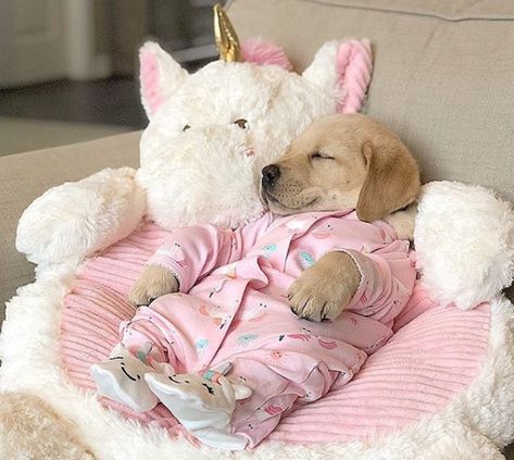 Cute Dog Sleeping, All About Dogs, Tennis Ball Machine, Very Cute Puppies, Cozy Dog, Pink Puppy, Cute Animals Puppies, Very Cute Dogs, Silly Cats Pictures