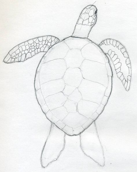 Sea turtle craft Draw A Turtle, Turtle Sketch, Sea Turtle Drawing, Easy Pencil Drawings, Painted Gifts, Easy Animal Drawings, Life Drawings, Turtle Drawing, Creation Art