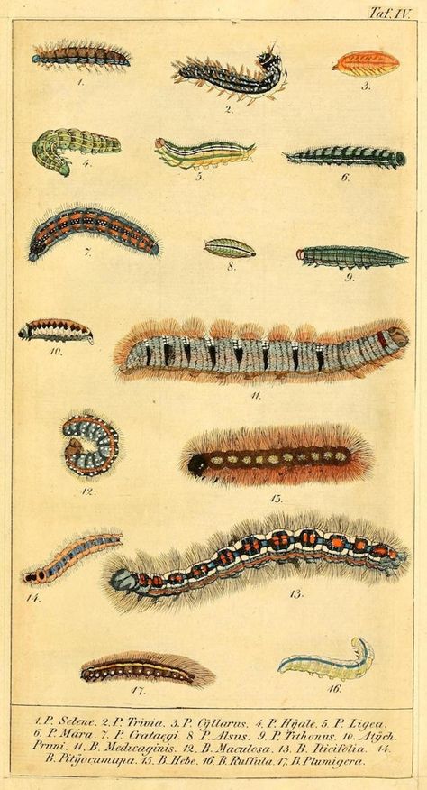 Images from German “Caterpillar Calendar” (1837) — The Public Domain Review