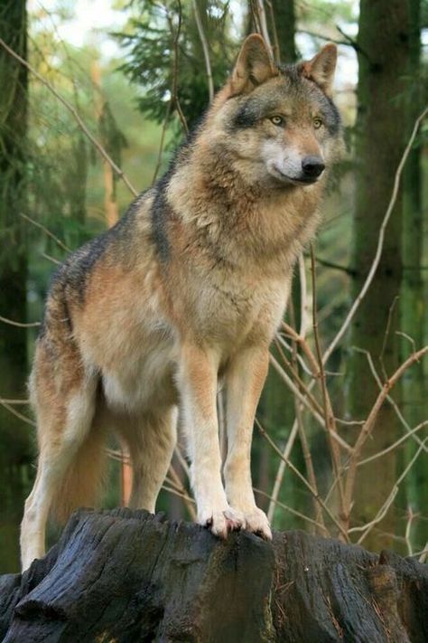 Fantasy Forest RPG Charaktere - Leomoni W, F, F, H, N, E - Wattpad Wolf Standing, Brown Wolf, Cry Wolf, Beautiful Wolf, Wolf World, Short Tempered, Photo Animaliere, Wolf Photography, Wolf Images