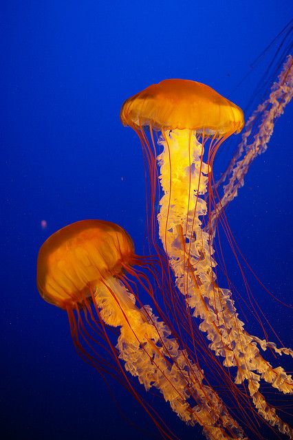 photo by Morgan Thomas Lion's Mane Jellyfish, Jellyfish Pictures, Jellyfish Photo, Cnidaria, Shedd Aquarium, Animals Sea, Jellyfish Tattoo, Jellyfish Art, Lion's Mane