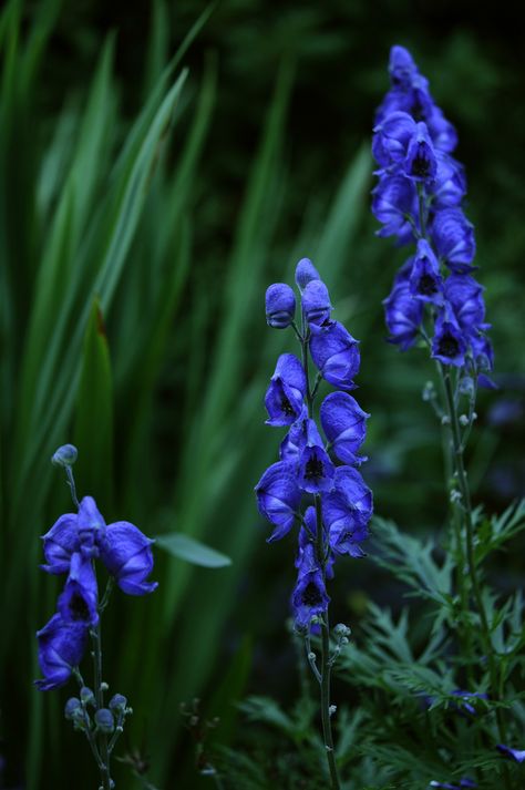 Bonito, Poison Garden, Gothic Garden, Cottage Garden Plants, Poisonous Plants, Blue Garden, Plant Aesthetic, Beautiful Flowers Garden, Language Of Flowers