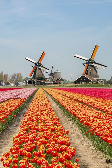 Tulips are synonymous with the Netherlands, and many farms in the provinces of South Holland, North Holland, and Flevoland are covered in a tapestry of spectacular blooms throughout spring. Here is our list of the best places to see tulips in the Netherlands, along with some tips on where to stay. Tulip Fields Netherlands, South Holland, North Holland, Holland Netherlands, Netherlands Travel, Amsterdam Travel, Dream Travel Destinations, Amsterdam Netherlands, European Tour