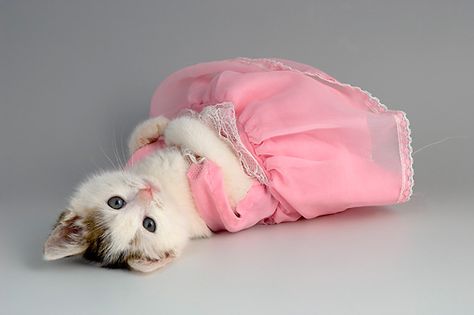 Pretty in Pink Princess Kitty animals pink princess cat pretty pets kitty cute animals Cat Dressed Up, Animal Dress Up, Princess Kitty, Cat Dresses, Cat Costumes, Cute Kittens, Cat Clothes, Pretty Cats, Beautiful Cats