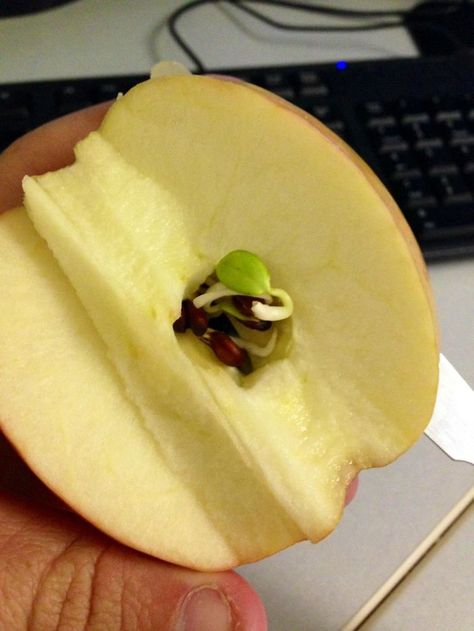 I Cut And Apple In Half This Morning And Found The Seeds Had Started Sprouting Inside The Apple Seeds, Tacos, Huerta En Casa Ideas, Apple Seeds, Fruits And Vegetables, Mind Blown, Sprouts, Fun Facts, Right Now