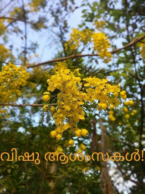 Vishu  #vishugreeting #vishu Vishu Wishes, Vishu Images, Vishu Greetings, Good Morning Christmas, Morning Christmas, Wish Board, Everyday Hacks, Good Morning Inspirational Quotes, Morning Inspirational Quotes