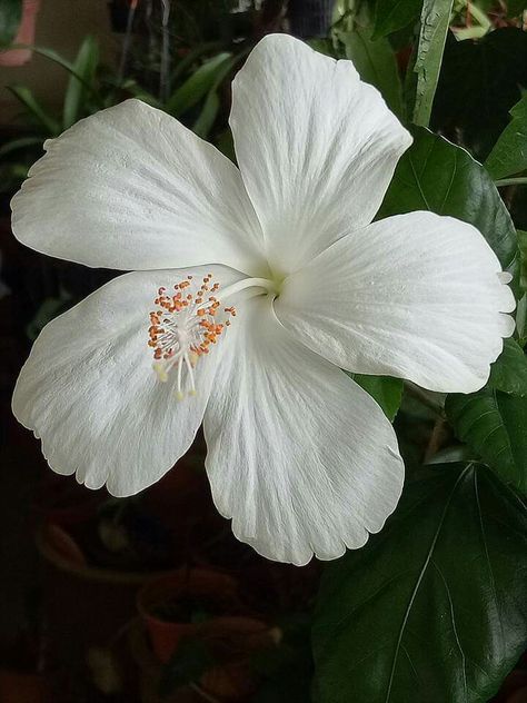 Hibiscus In Hair, White Hibiscus Flower Aesthetic, Hibiscus Flower White, White Hibiscus Flower, Rose Flower Photos, Hibiscus Plant, White Hibiscus, Decoupage Glass, Nothing But Flowers