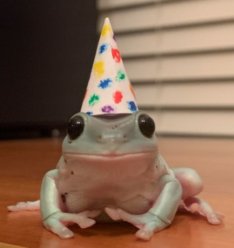 #frog its a cute white tree frog in a party hat White Tree Frog, Birthday Frog, Whites Tree Frog, Happy Frog, Pet Frogs, Frog Wallpaper, Frog Pictures, Cute Reptiles, Funny Frogs