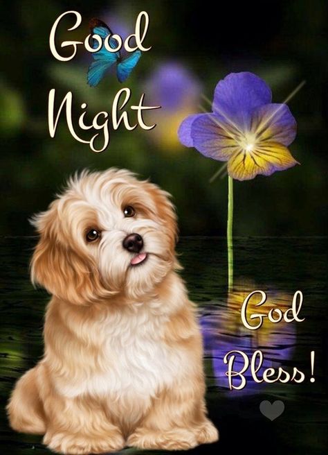 10 Beautiful Good Night Messages For 2022 Dog Good Night, Quote Night, Funny Good Night, Beautiful Good Night Messages, Funny Good Night Quotes, Evening Wishes, Good Night Qoutes, Good Night Quotes Images, Good Night Prayer Quotes