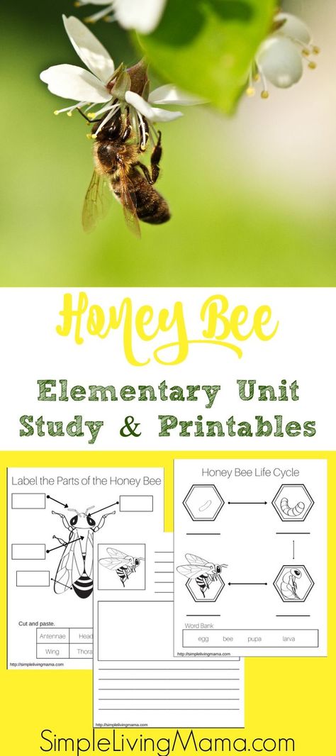 If you are learning about honeybees, use this honeybee unit study to help you get ideas. Also find free honeybee unit study printables. Bee Facts For Kids, Bee Unit Study, Pollination Activity, Insect Unit Study, Honey Bee Life Cycle, Science Unit Studies, Bee Life Cycle, Study Printables, Homeschool Nature Study