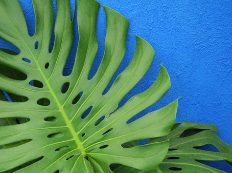 Some great garden ideas from Frida Kahlo Mexican garden designMonsera ; Gardenista Frida Kahlo, Mexican Balcony, Mexican Garden Ideas, Mexican Gardens, Slipper Plant, Mexican Garden, Shaped Fruit, Philodendron Monstera, Fiesta Tropical