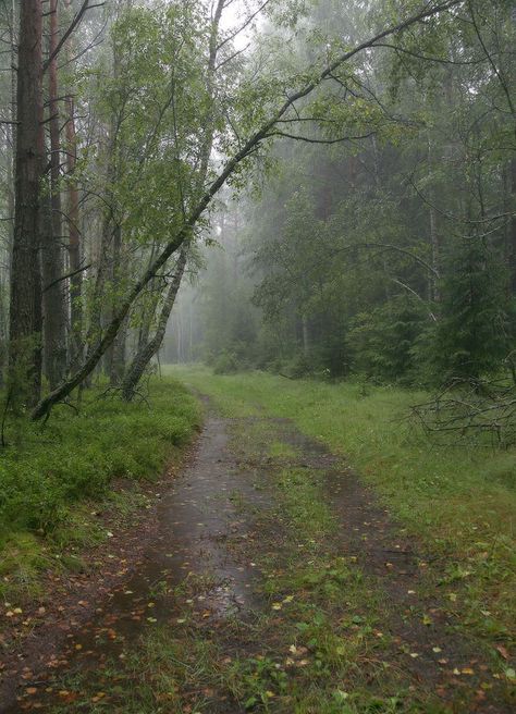 Rainy woods Rainy Day Aesthetic, I Love Rain, Rainy Morning, Love Rain, Walking In The Rain, Spring Rain, Incubus, Summer Rain, Sound Of Rain