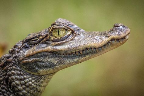 Florida woman attempts to smuggle an alligator in her yoga pants: When police officers in Florida pulled over a pickup truck after it blew…