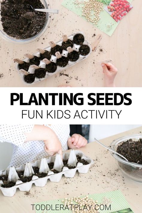 Planting Seeds Activity - Toddler at Play Montessori, Plant Activities For Toddlers, Seed Activities For Preschool, Seed Activities For Kids, Seeds Preschool, Toddler Spring Activities, Sustainability Activities, Toddler Garden, Earth School