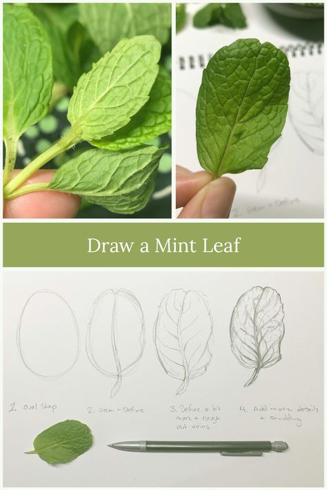 Mint Leaves Drawing, Mint Drawing, Kentucky Derby Themed Party, Mint Plant, Planet Painting, Mint Leaf, Mint Plants, Forest Color, Leaf Drawing