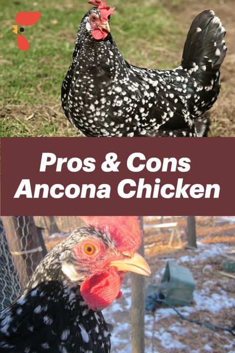 Ancona Chicken, Chicken Pics, Backyard Homesteading, Suburban Homesteading, Chicken Tips, Homestead Lifestyle, Backyard Homestead, Homestead Animals, Modern Homestead