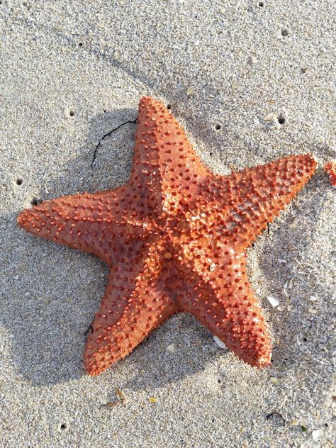 Starfish on the beach Starfish Astetic, Starfish Reference, Starfish Aesthetic, Starfish Photo, Starfish Photography, Starfish Sculpture, Starfish Drawing, Baby Starfish, Starfish Painting