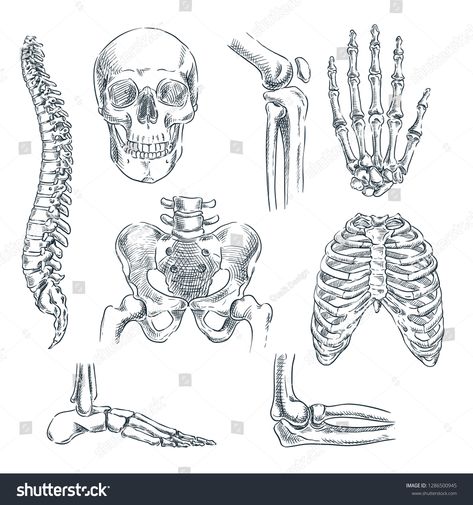 Skeleton Art Drawing, Bone Drawing, مشروعات العلوم, Anatomy Bones, Skeleton Anatomy, Anatomy References, Skeleton Drawings, Skeleton Illustration, Výtvarné Reference