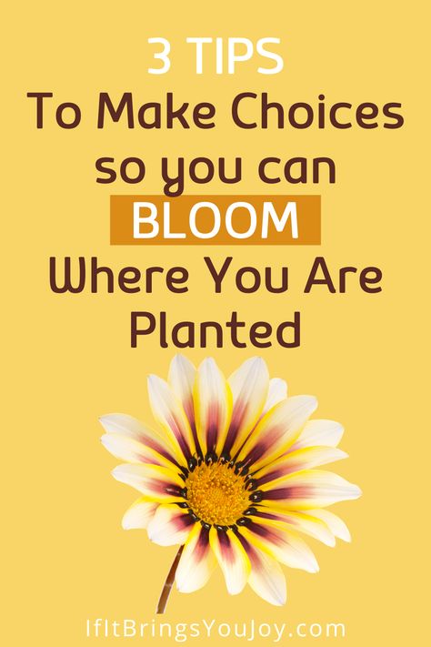 Bloom Where You Are Planted Bible Verse, Bloom Where You Are Planted Quote, Bloom Quotes Inspirational, Bloom Theme, Plant Lessons, Bloom Quotes, Biblical Principles, Plant Study, Plant Party