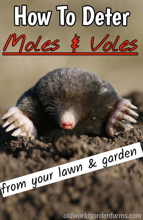 How To Deter Moles & Voles from your lawn and garden. #moles #garden #voles #castoroil #pinwheel #sonic #repellent #pest #gravel #fencing #garden #lawn #oldworldgardenfarms Moles In Yard, Mole Repellent, Garden Pest Control, Healthy Lawn, Vintage Garden Decor, Garden Lawn, Garden Pests, Yard Garden, Easy Garden