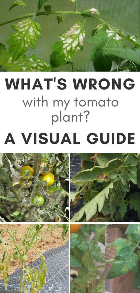 If you’ve ever grown tomatoes before, you’re probably familiar with tomato leaf problems. You might have noticed your tomato plant leaves turning yellow, brown, or getting spots. SO WHAT CAUSES THESE TOMATO PLANT PROBLEMS? We all love the flavor of a home Tomatoe Plants Care, How To Keep Tomato Plants From Falling, Yellow Leaves On Tomato Plants, Tomato Leaf Problems, Pepper Plant Problems, Plant Problems Leaves, Tomato Problems Leaves, Plant Leaves Problems, Tomato Plant Trellis