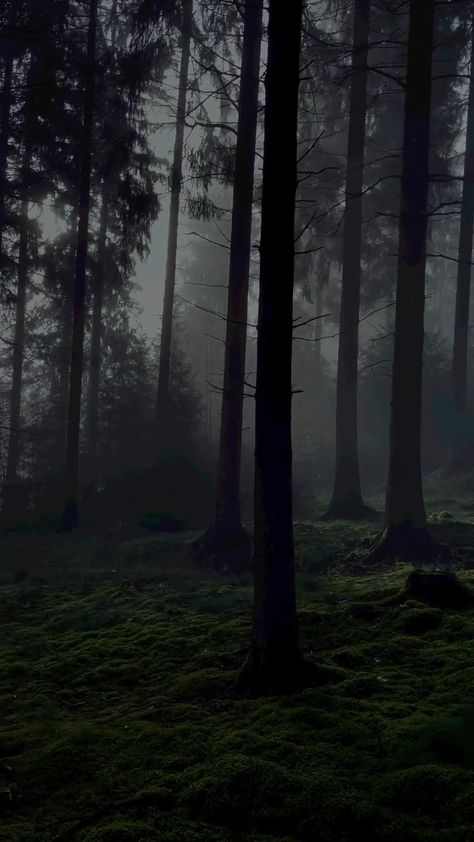 Subscribe to our YouTube channel for more videos like this. The natural world through the eyes of darkness. 🖤 #dark #darkforest #forest #natural #nature Nature, More Like This, Forest Gif, Landscape Videos, Dark Videos, Remove Dark Circles Under Eyes, Video Dark, Forest Video, Asthetic Videos