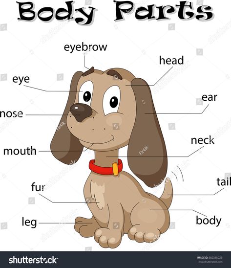 Body Parts Worksheet, Body Parts For Kids, Cycle For Kids, Animal Body Parts, K Crafts, Teaching Grammar, Dogs And Kids, Big Dog, English Class