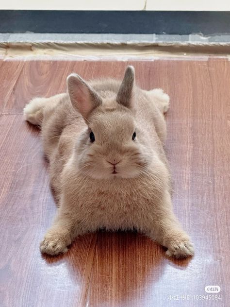 Pet Picture, Pet Bunny Rabbits, Cute Bunny Pictures, Cute Animals Puppies, Bunny Pictures, Pet Bunny, Bunny Lovers, Pretty Animals