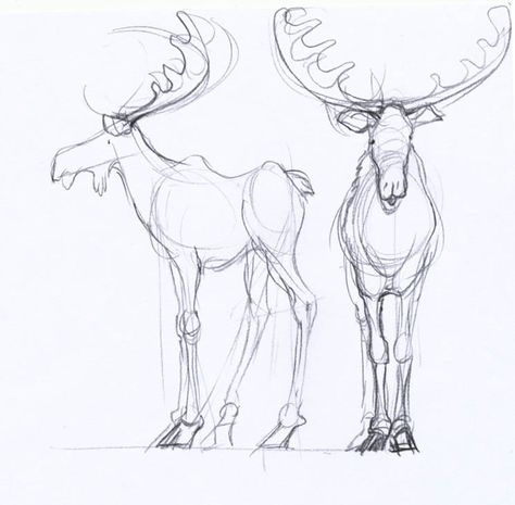 Moose Cute Drawing, Cute Moose Art, Moose Drawing Sketch, Moose Sketch Drawing, How To Draw A Moose, Moose Drawing Cute, Christmas Animals Drawing, Caribou Drawing, Moose Sketch