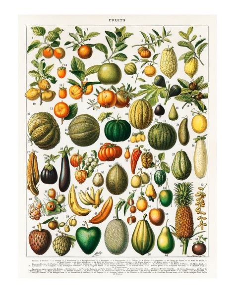 Variety of fruits and vegetables vintage illustration wall art print and poster design remix from original artwork. | premium image by rawpixel.com / George Vegetables Poster, Botanisk Illustration, Vintage Wall Art Prints, Adolphe Millot, Coastal Art Prints, Illustration Botanique, Aboriginal Artwork, Fruit Illustration, Small Framed Art