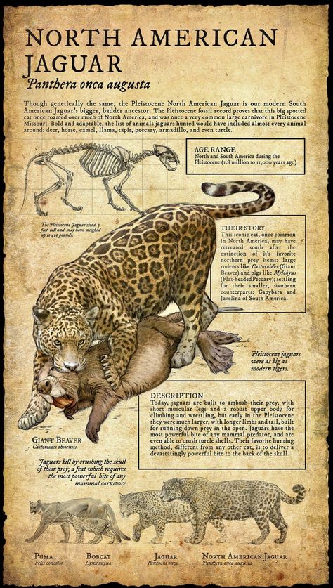 Pleistocene North American jaguar (Panthera onca augusta). Regnul Animal, Prehistoric Wildlife, Prehistoric World, Ancient Animals, Paleo Art, Extinct Animals, Prehistoric Creatures, Animal Facts, Prehistoric Animals