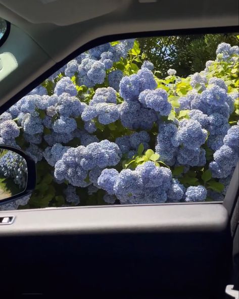 Hamptons Summer, Peonies And Hydrangeas, Hydrangea Bouquet, Lemony Snicket, Blue Peonies, Plants Are Friends, Flower Therapy, Beautiful Bouquet Of Flowers, Hydrangea Flower