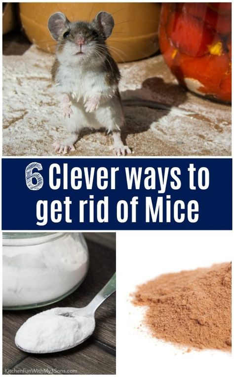 Diy Mice Repellent, Mouse Deterrent, Keep Mice Away, Mouse Poison, How To Deter Mice, Catch A Mouse, Uses For Dryer Sheets, Getting Rid Of Rats, Rat Poison