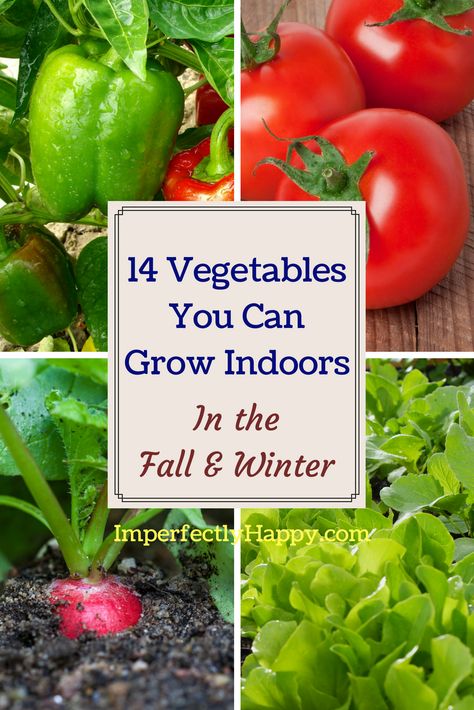 Fall Winter Garden, Growing Tomatoes Indoors, Growing Food Indoors, Indoor Vegetables, Indoor Vegetable Gardening, Fall Vegetables, Fall Garden Vegetables, Growing Veggies, Organic Vegetable Garden