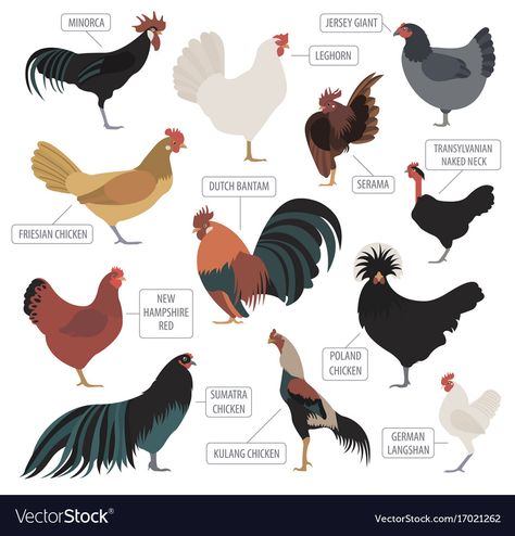 Flat Design, Chicken Species, Poultry Breeds, Poultry Farming, Poultry Farm, Chicken Breeds, Flat Vector, Design Vector, Creature Art