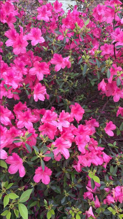 Azaleas Kawaii, Nature, Azalea Wallpaper, Floral Wallpapers, Best Wallpaper Hd, 8k Wallpaper, Delicate Beauty, Best Wallpaper, Wallpaper Collection