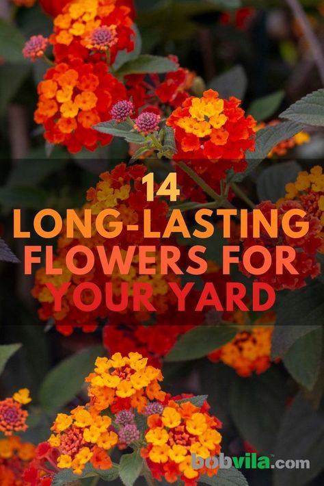 Summer Plants, Diy Rose, Backyard Flowers, Container Gardening Flowers, Garden Wallpaper, Outdoor Flowers, Garden Yard Ideas, Beautiful Flowers Garden, Front Yard Garden