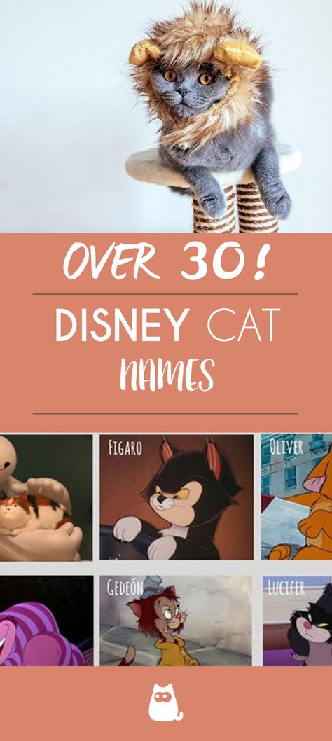 Have you just adopted a cat and love DISNEY? If so, this list is for you! What better way to do this than by naming your cat after one of your favorite Disney cats?For more, keep reading here at AnimalWised and discover our list of over 30 Disney cat names! 😻 #Disneycats #catnames #cutecatnames #catlovers #cutcats #kittens #disney Disney Cats Names, Cats Of Disney, Disney Animal Names, Aristocats Names, Disney Boy Names, Cat Names Unique, Cat Names List, Kitten Names Boy, Disney Cat Names