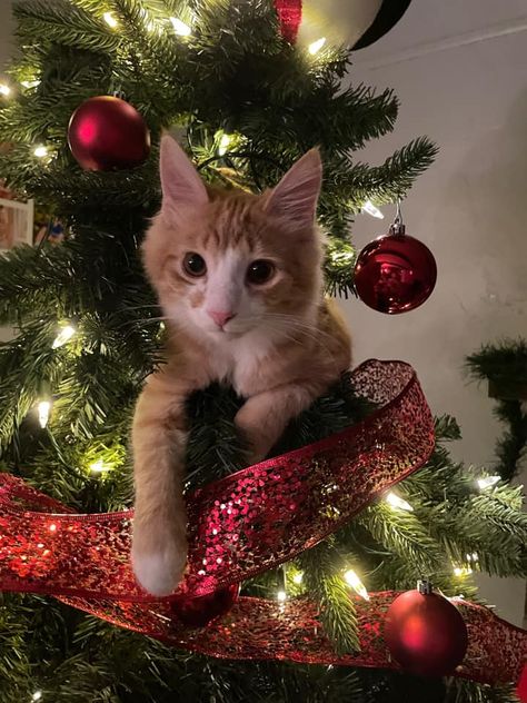 Natal, Cats In Christmas Trees, Cat Christmas Tree, Winter Cat, Classy Christmas, Hilarious Photos, Modern Cat, Cute Animal Photos, Cute Cats And Kittens