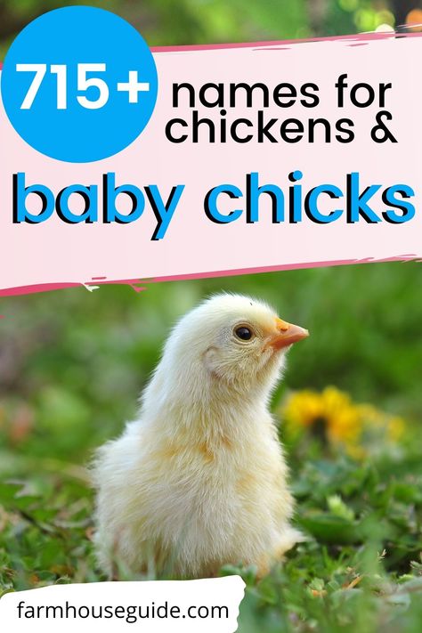 Cute Names For Chickens, Hen Names Pet Chickens, Chicken Names Hens, Names For Chickens, Hen Names, Funny Chicken Names, Good Chicken Names, Cute Chicken Names, Rainbow Eggs