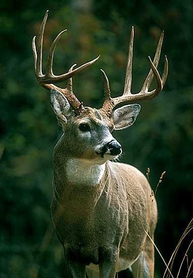 big whitetail buck photos Big Whitetail Bucks, Whitetail Deer Pictures, Whitetail Deer Hunting, Big Deer, Deer Hunting Tips, Deer Photos, Deer Pictures, Whitetail Bucks, Deer Family