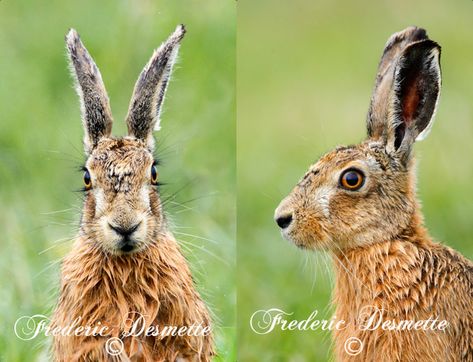 Hare side and front Hare Animal, Rabbit Head, Pottery Animals, Bunny Head, Jack Rabbit, Animal Sketches, Animal Heads, Animal Faces, Nature Images