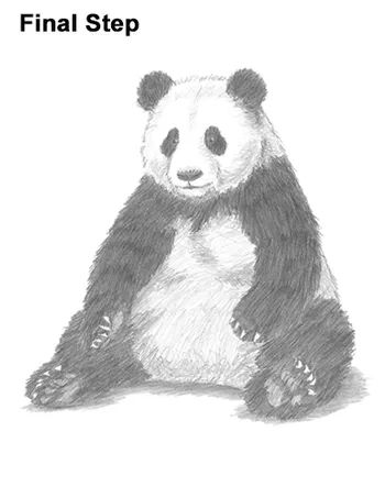 Draw Panda Sitting Panda Drawing Easy, Draw Panda, Polar Bear Video, Draw A Panda, Panda Sketch, Panda Sitting, Giant Panda Bear, Panda Illustration, Drawing Instructions